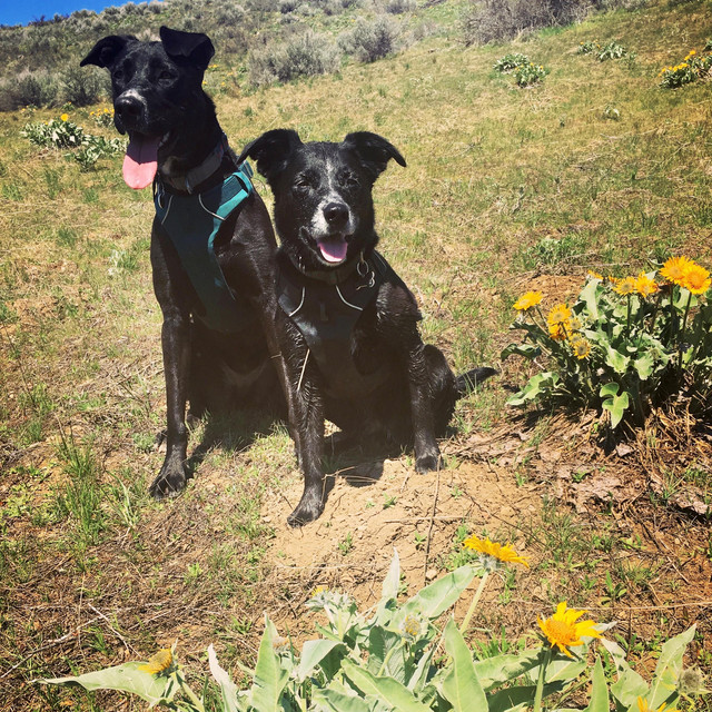 Mup The Edens – Honey Bee Easy