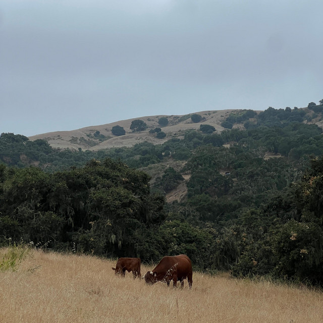 Stefan J. Selbert – Maybe It Will Make&nbsp;Sense