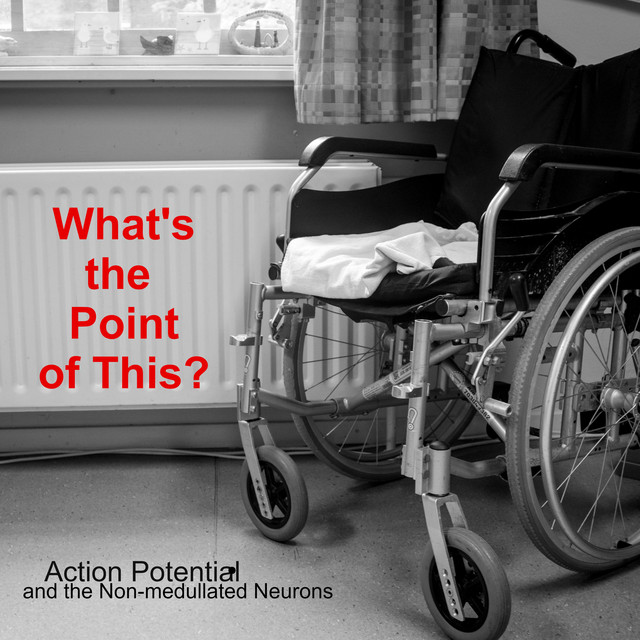 Action Potential – What’s the point of this?